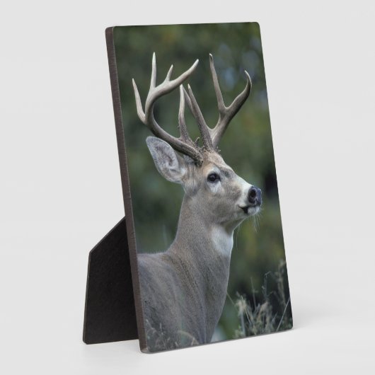 Witstaarster | Staat Washington Fotoplaat (Zijkant)