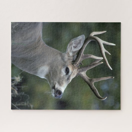 Witstaarster | Staat Washington Legpuzzel (Horizontaal)