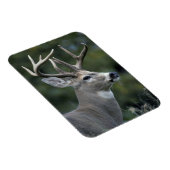 Witstaarster | Staat Washington Magneet (Rechterzijde)