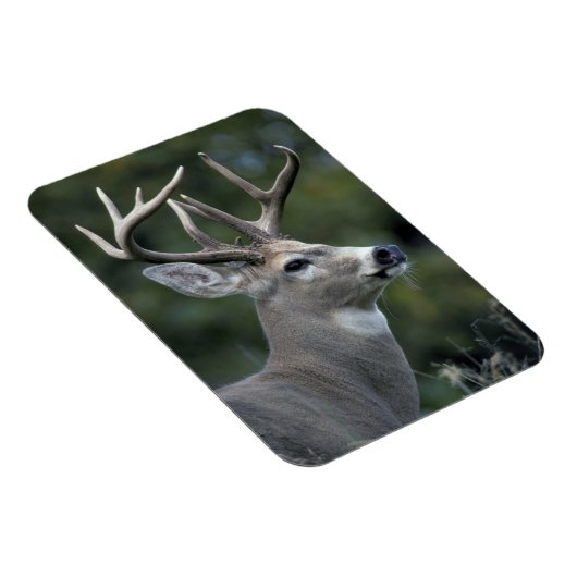 Witstaarster | Staat Washington Magneet (Rechterzijde)