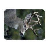 Witstaarster | Staat Washington Magneet (Horizontaal)