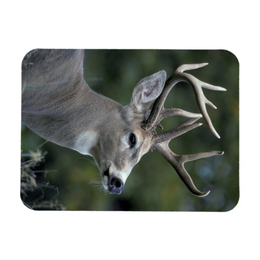 Witstaarster | Staat Washington Magneet (Horizontaal)