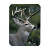 Witstaarster | Staat Washington Magneet (Verticaal)