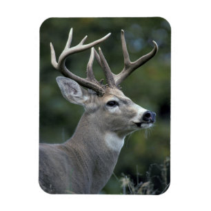 Witstaarster   Staat Washington Magneet