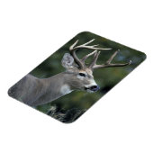 Witstaarster | Staat Washington Magneet (Linkerzijde)