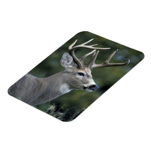 Witstaarster | Staat Washington Magneet (Linkerzijde)