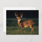 Witstaarster | State Park Choke Canyon, TX Briefkaart (Voorkant / Achterkant)