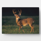 Witstaarster | State Park Choke Canyon, TX Fotoplaat (voorkant)