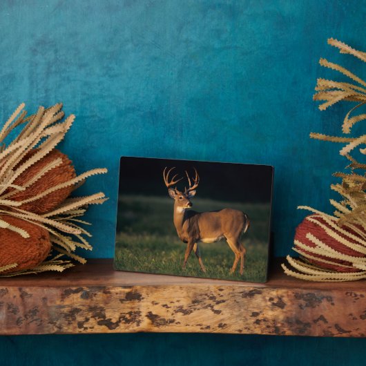 Witstaarster | State Park Choke Canyon, TX Fotoplaat (Zijkant)