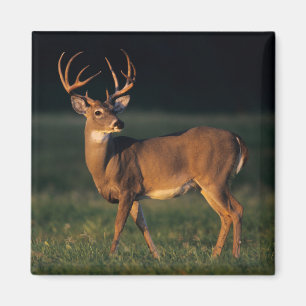 Witstaarster   State Park Choke Canyon, TX Magneet