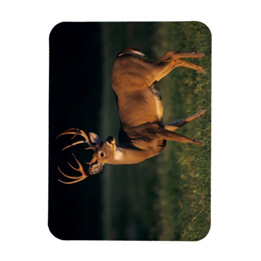 Witstaarster | State Park Choke Canyon, TX Magneet (Verticaal)