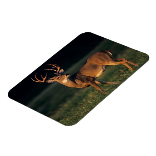 Witstaarster | State Park Choke Canyon, TX Magneet (Linkerzijde)