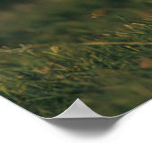 Witstaarster | State Park Choke Canyon, TX Poster (Hoek)