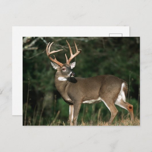 Witstaarster | Tennessee Briefkaart (Voorkant / Achterkant)