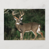 Witstaarster | Tennessee Briefkaart (Voorkant)