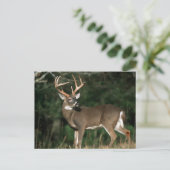 Witstaarster | Tennessee Briefkaart (Staand voorkant)