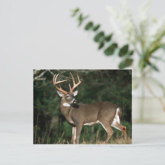 Witstaarster | Tennessee Briefkaart (Staand voorkant)