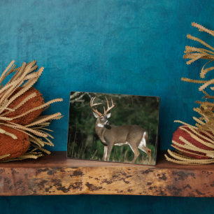 Witstaarster   Tennessee Fotoplaat