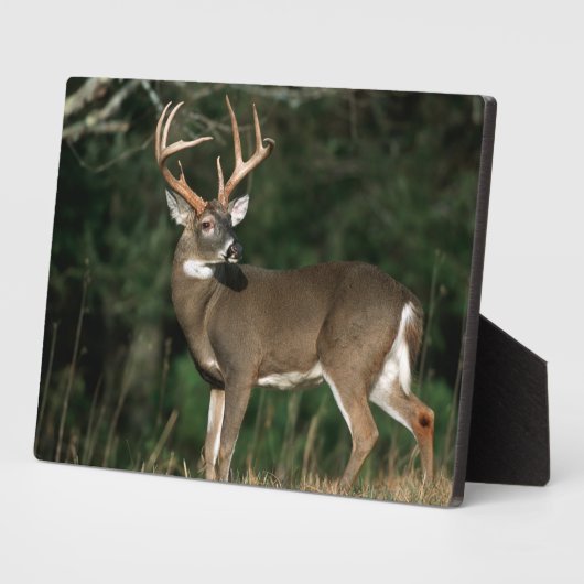 Witstaarster | Tennessee Fotoplaat (Zijkant)