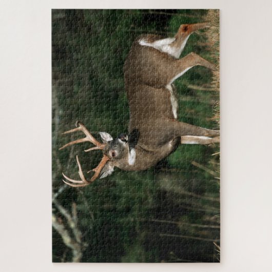 Witstaarster | Tennessee Legpuzzel (Verticaal)