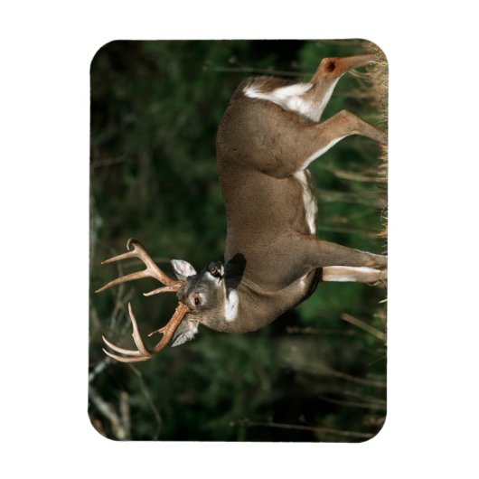 Witstaarster | Tennessee Magneet (Verticaal)