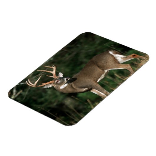 Witstaarster | Tennessee Magneet (Linkerzijde)