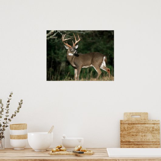 Witstaarster | Tennessee Poster (Keuken)