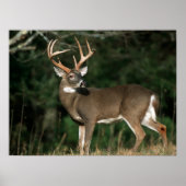 Witstaarster | Tennessee Poster (Voorkant)