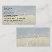 Witstaarster Visitekaartje (Voorkant / Achterkant)