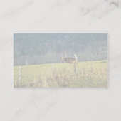 Witstaarster Visitekaartje (Achterkant)