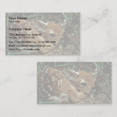 Witstaarster Visitekaartje (Voorkant / Achterkant)