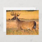 Witstaarster | Zuid-TX Briefkaart (Voorkant / Achterkant)