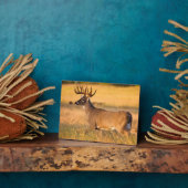 Witstaarster | Zuid-TX Fotoplaat (Zijkant)