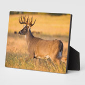 Witstaarster | Zuid-TX Fotoplaat (Zijkant)