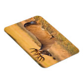 Witstaarster | Zuid-TX Magneet (Rechterzijde)