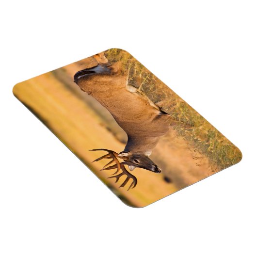 Witstaarster | Zuid-TX Magneet (Rechterzijde)