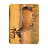 Witstaarster | Zuid-TX Magneet (Verticaal)