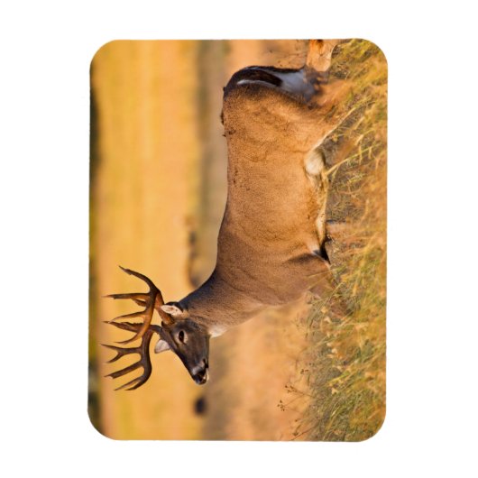 Witstaarster | Zuid-TX Magneet (Verticaal)