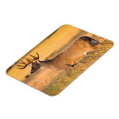 Witstaarster | Zuid-TX Magneet (Linkerzijde)