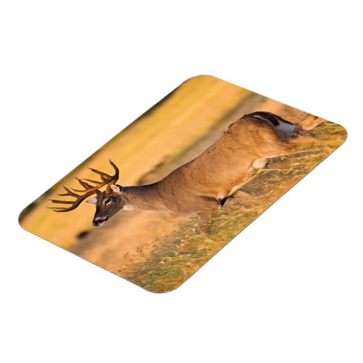 Witstaarster | Zuid-TX Magneet (Linkerzijde)