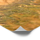 Witstaarster | Zuid-TX Poster (Hoek)