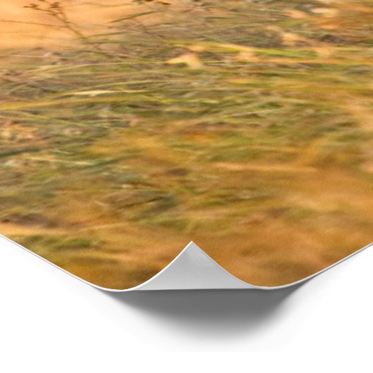 Witstaarster | Zuid-TX Poster (Hoek)