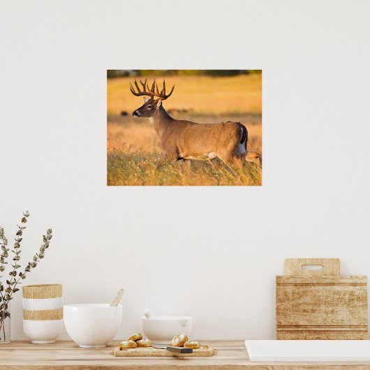 Witstaarster | Zuid-TX Poster (Keuken)