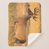 Witstaarster | Zuid-TX Sherpa Deken (Voorkant)