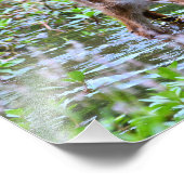 Witstaart fawn drink foto vergroting afdruk (Hoek)