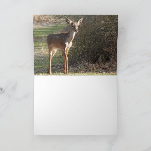 Witstaart hert *blank* kaart (Binnen)