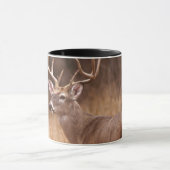 Witstaart hert | Choke Canyon State Park, TX Mok (Midden)