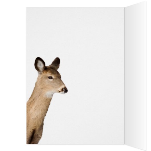 Witstaartbier (Sluiten) (Binnen (Links))