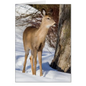 Witstaartbier (Sluiten) (Voorkant)