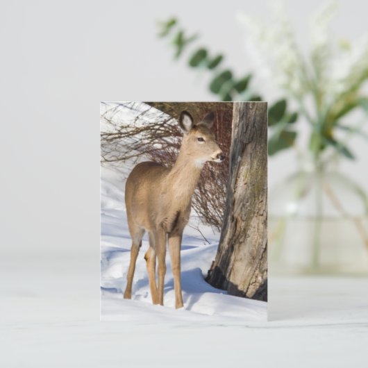 Witstaartbier (Sluiten) Briefkaart (Staand voorkant)